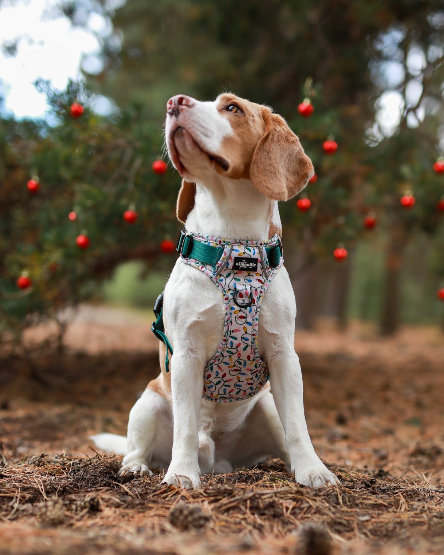 Hike & Go Lite™ Harness - Festive Lights