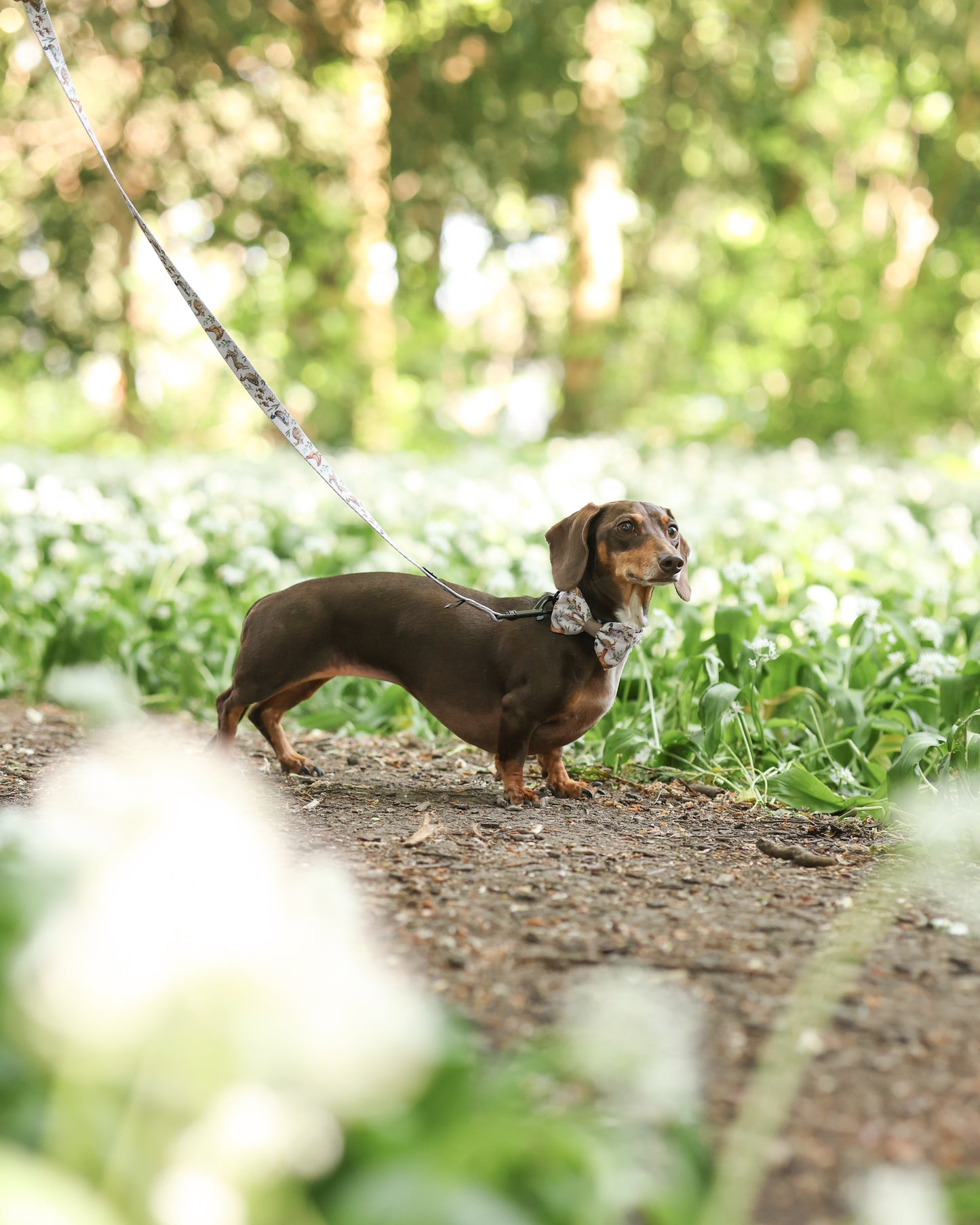 Dog Dickie Bow Tie - Cotswold Cottage