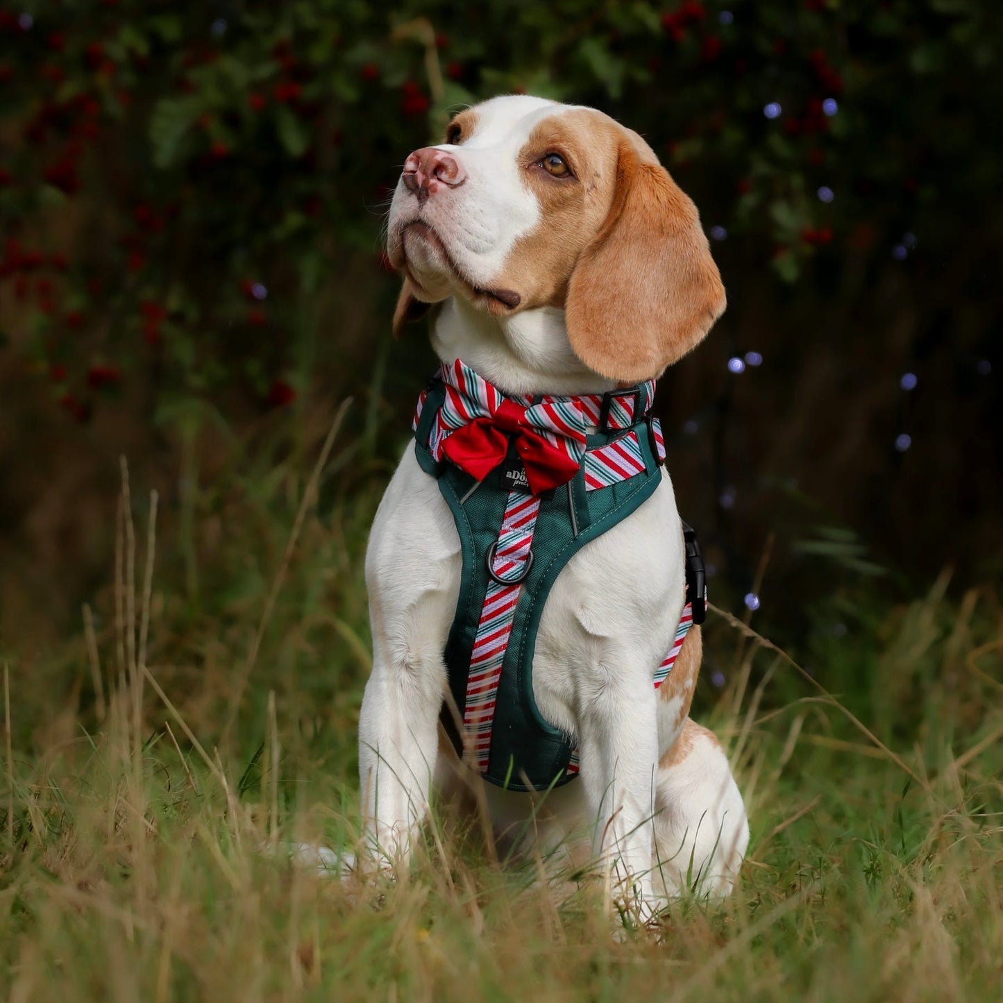 Hike & Go™ Harness - Candy Cane Forest