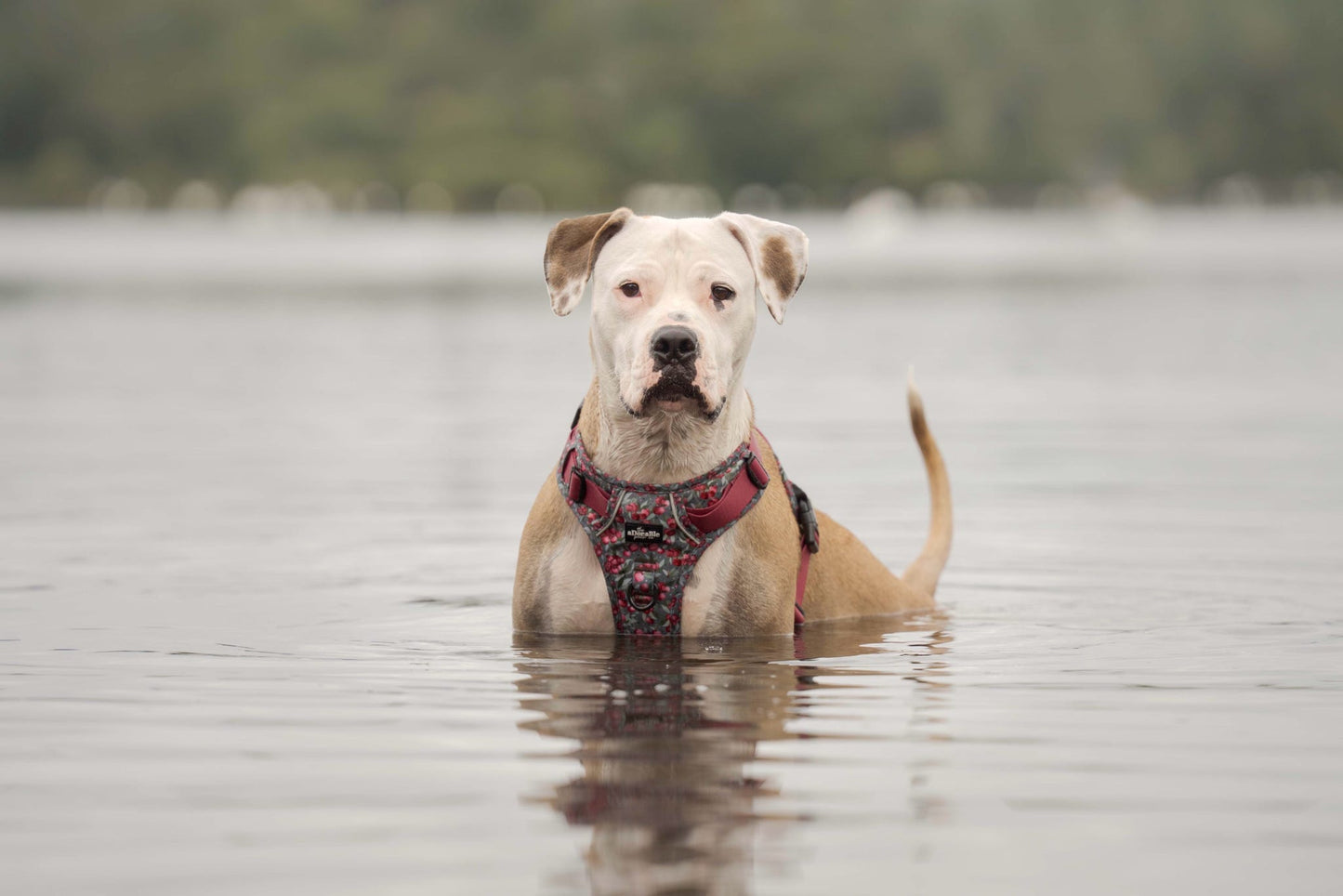 Hike & Go™ Harness - Crab Apple Cottage