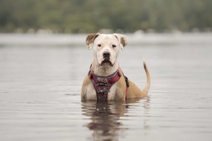 Hike & Go™ Harness - Crab Apple Cottage