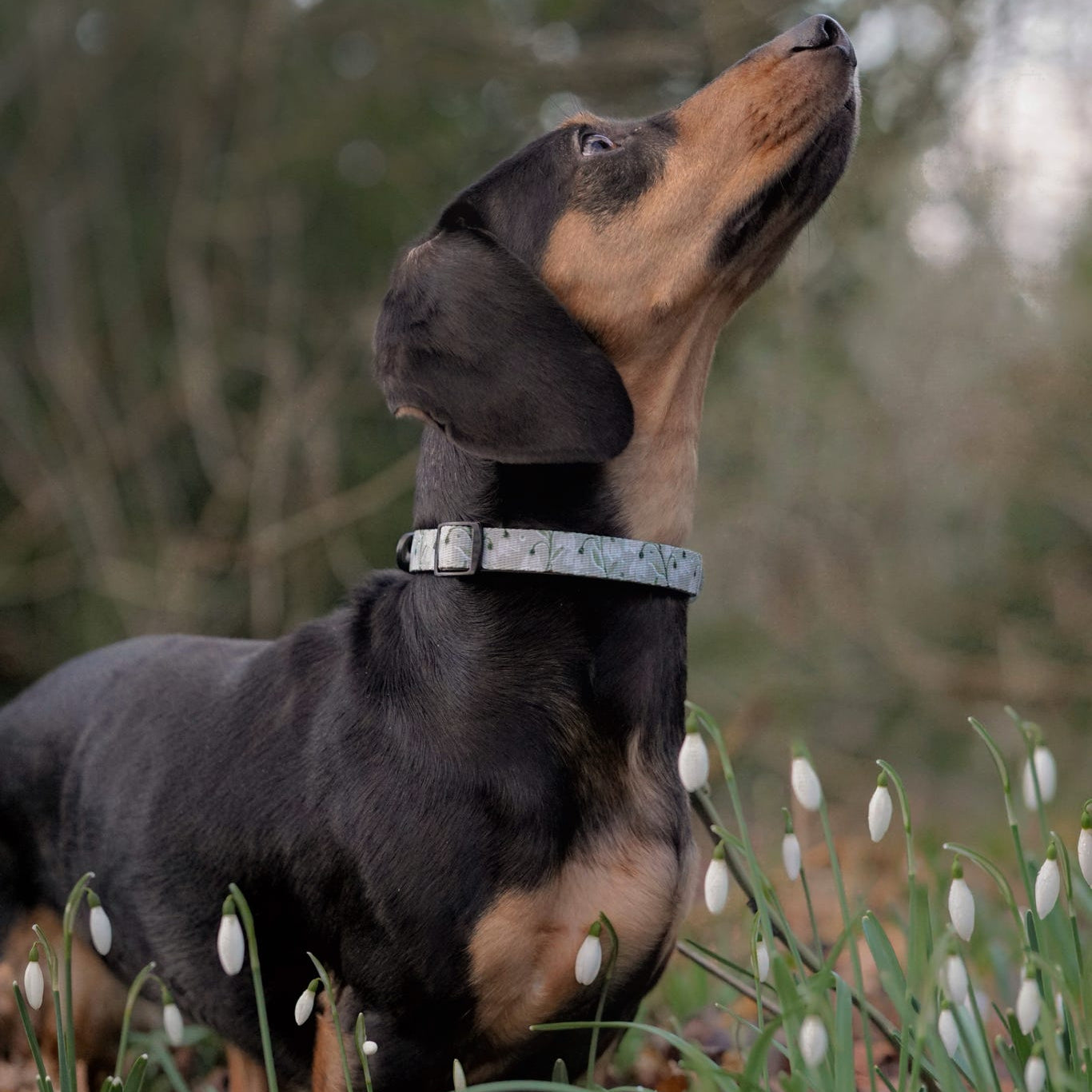 Dog standing in a field with white flowers and blurred greenery in the background