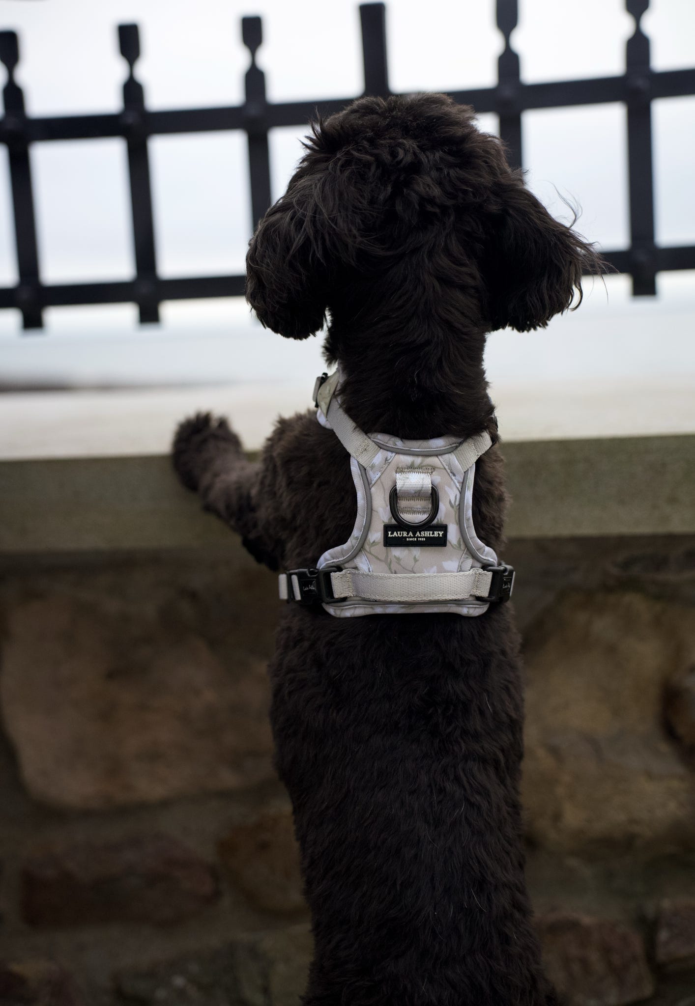 Laura Ashley Dog Harness - Magnolia Grove