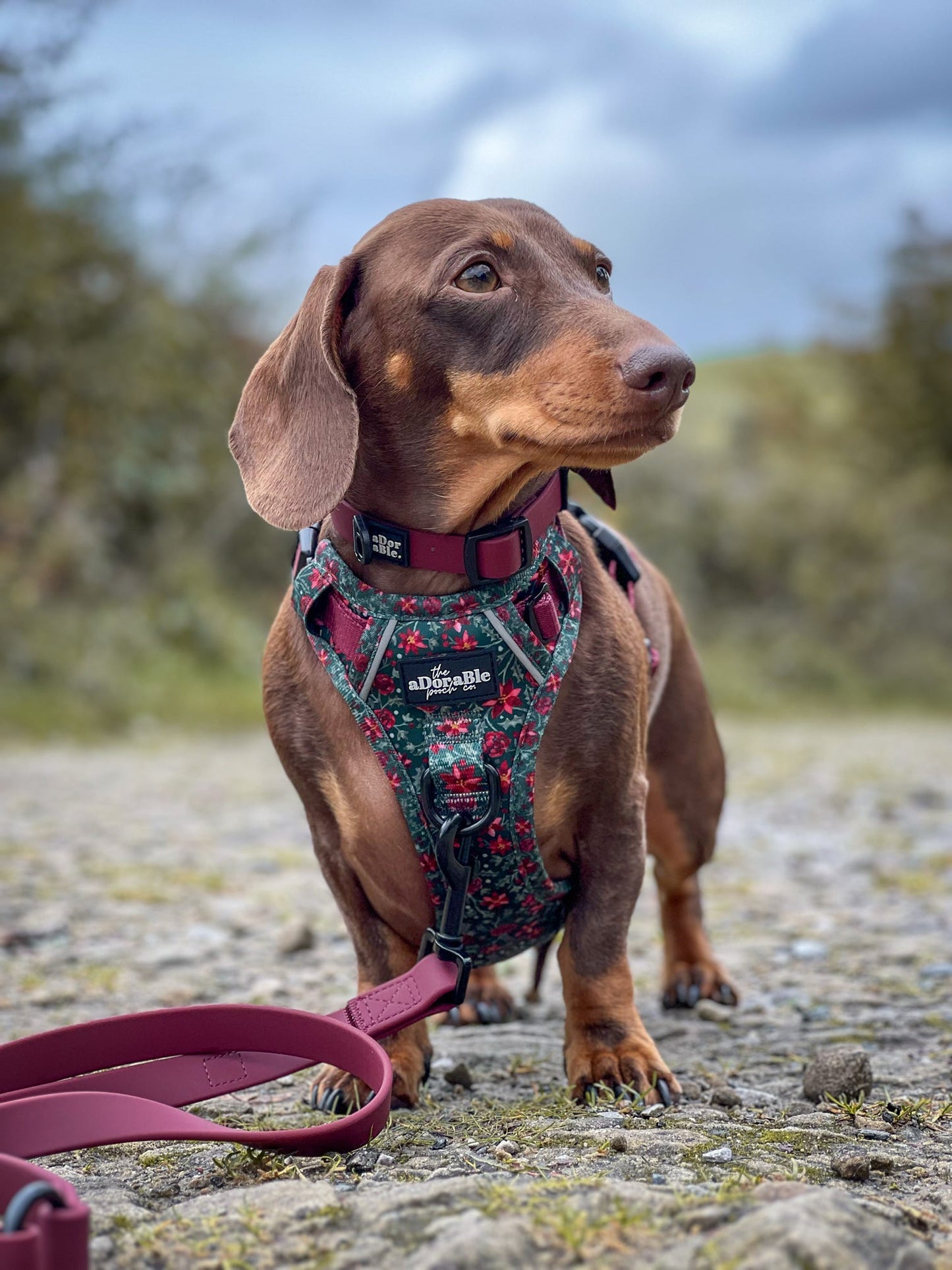 Hike & Go Lite™ Harness - Holly & Ivy