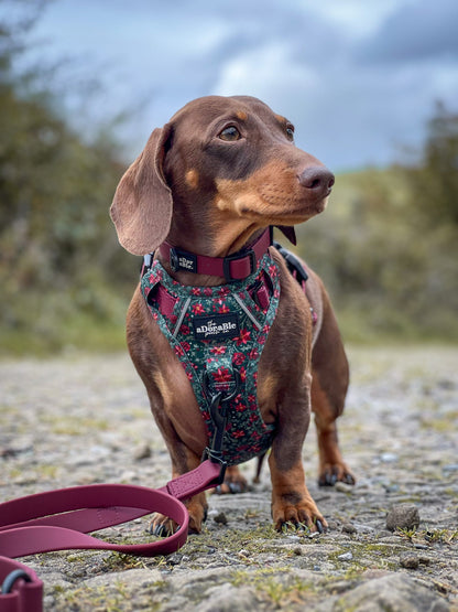 Hike & Go Lite™ Harness - Holly & Ivy