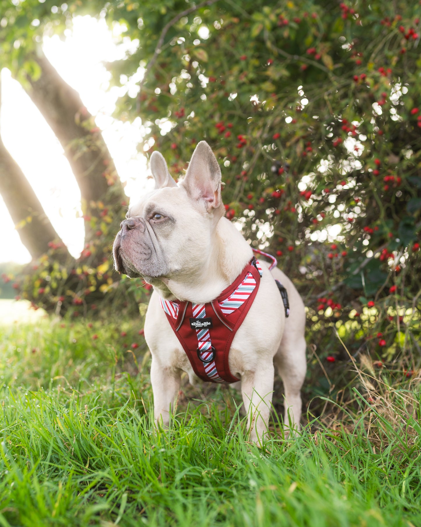 Hike & Go™ Harness - Candy Cane Swirl