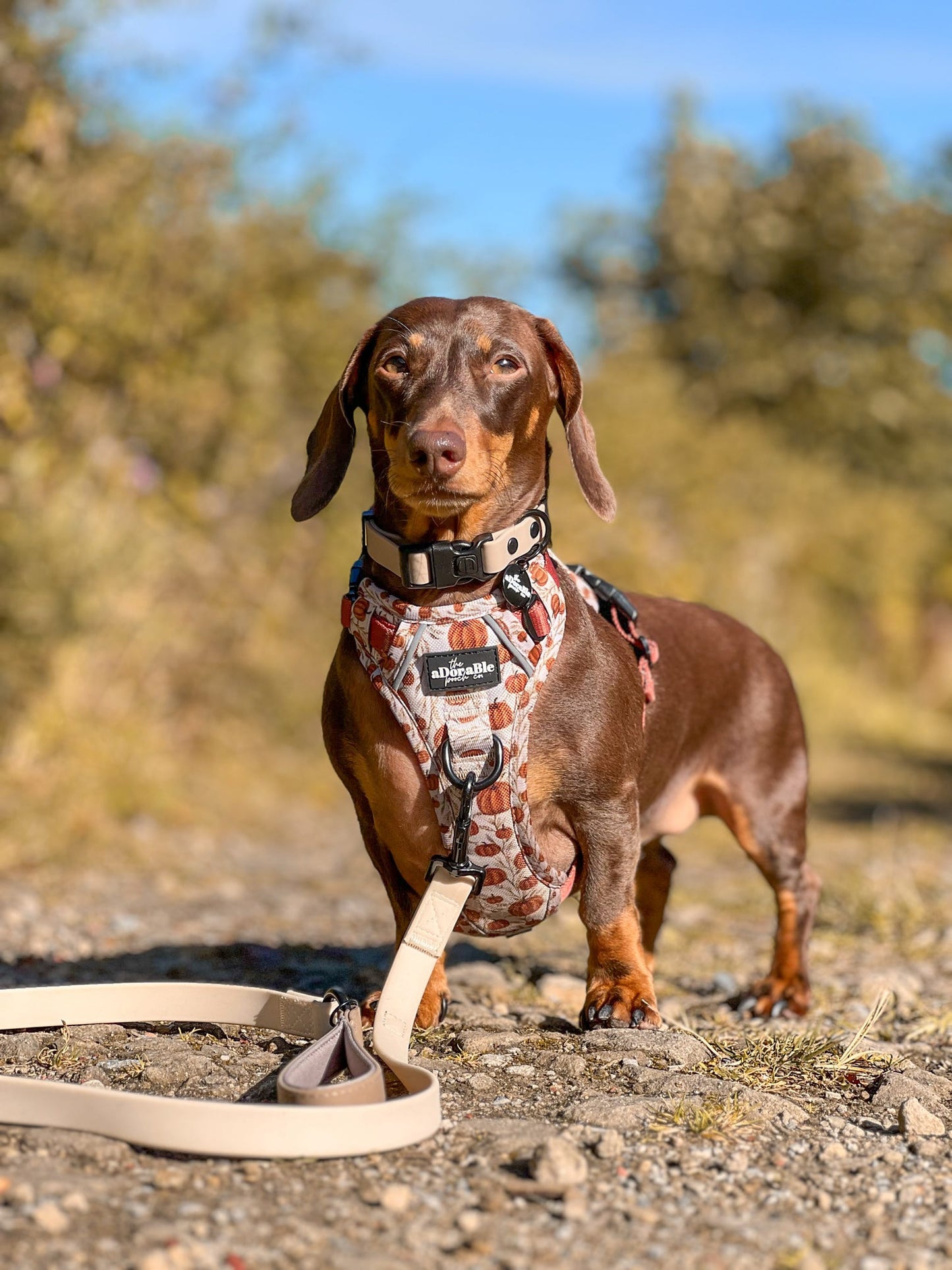 Hike & Go™ Harness - Pumpkin Farm