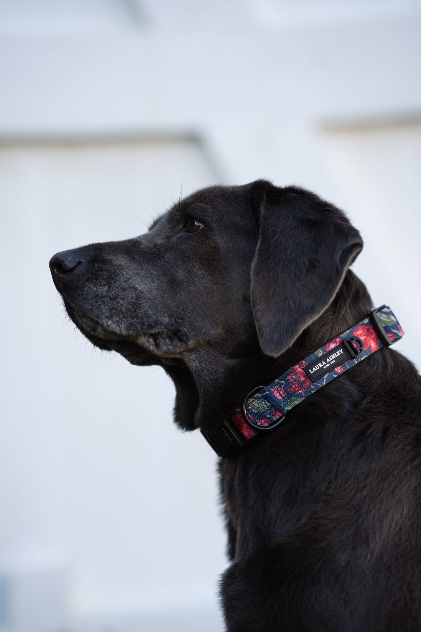 Laura Ashley Dog Collar - Gosford Meadow