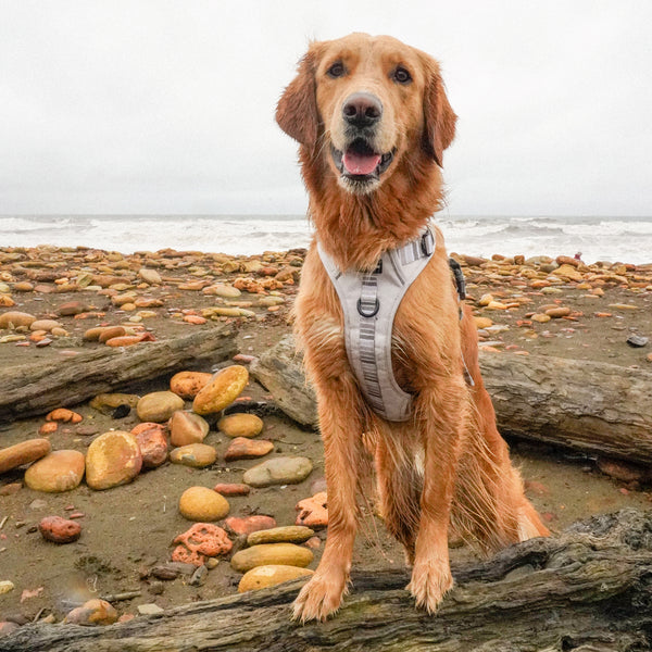 Hike & Go™ Harness - Coconut Cream