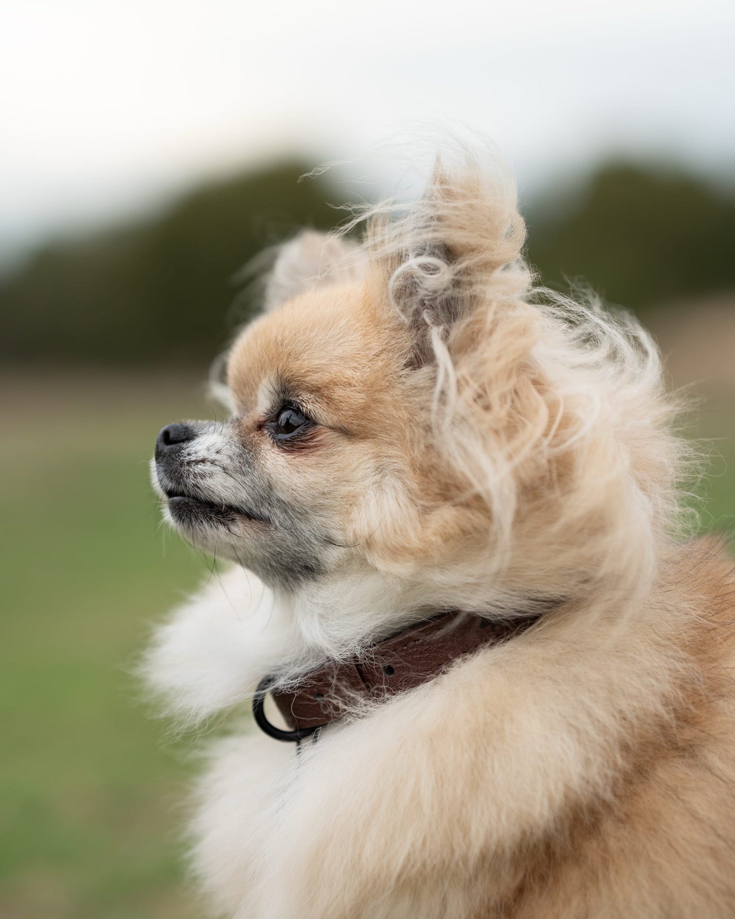Heritage Faux Leather Dog Collar - Brown