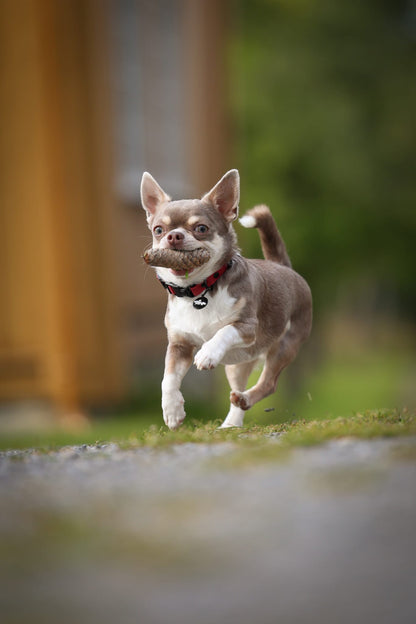 HydroFlex Lite™ Dog Collar - Mulberry