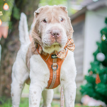 Hike & Go™ Harness - Gingerbread Frosting