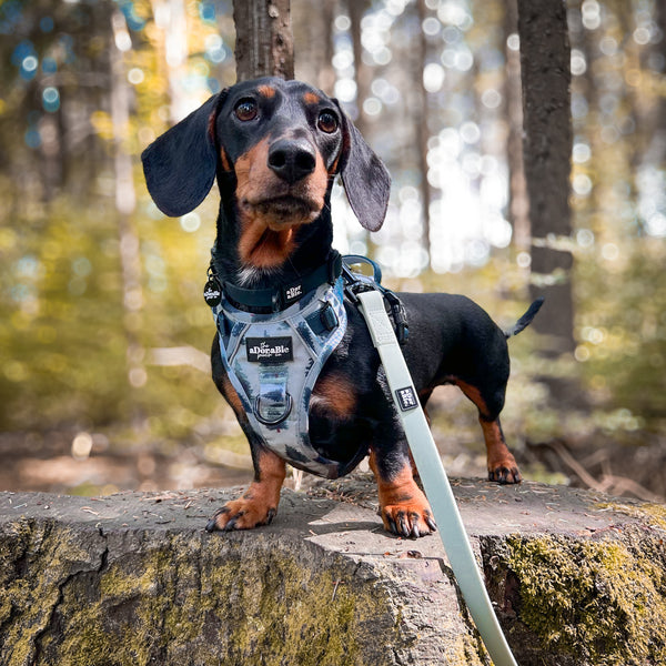 Hike & Go™ Harness - Fresh Pines