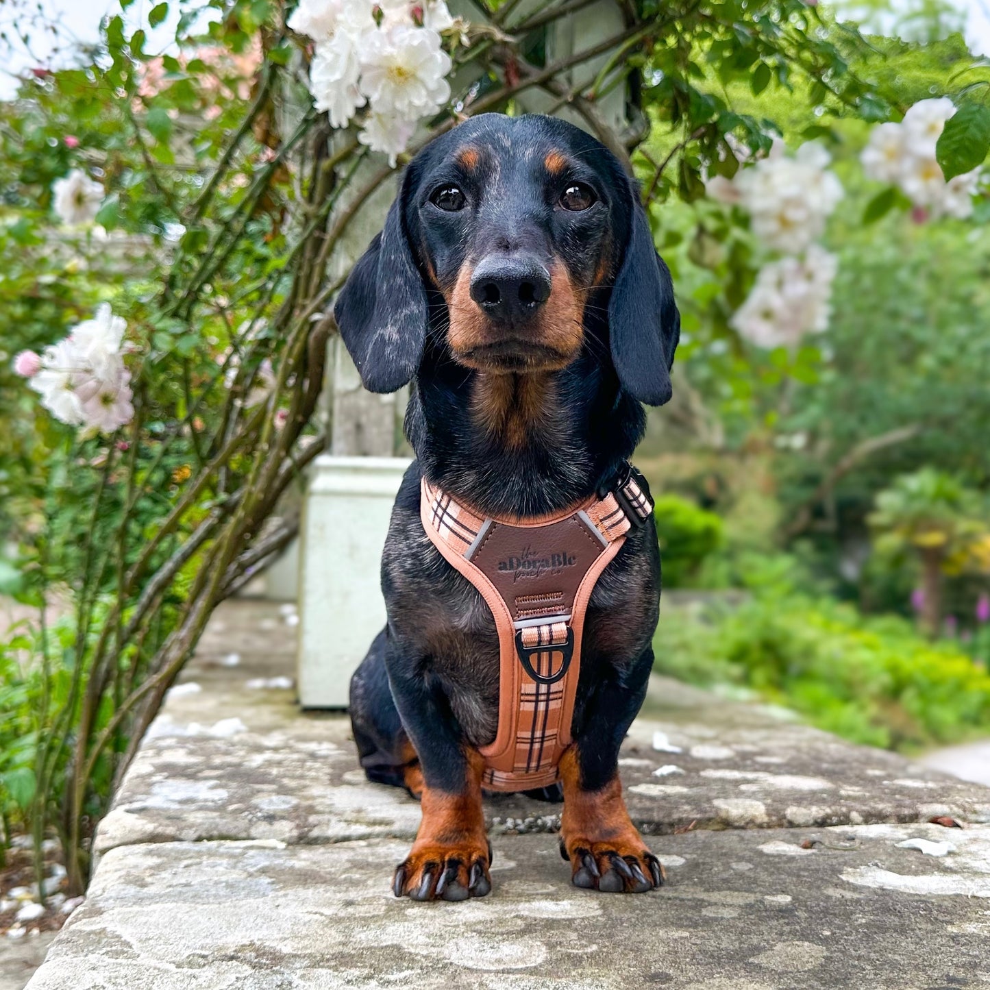 Streamline Pro™ Dog Harness - Heritage Collection - Butterscotch Biscuit