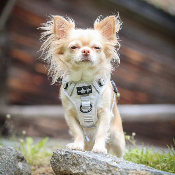 Hike & Go™ Harness - Coconut Cream