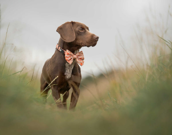 Sailor Bow Tie - Pumpkin Harvest