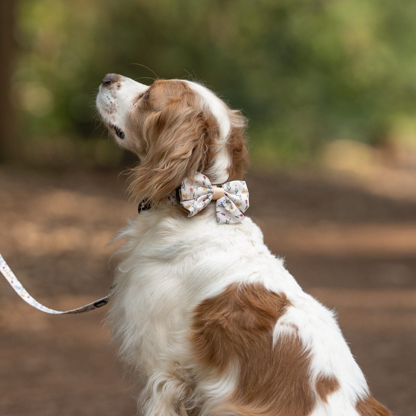 Fabric Dog Lead - Spring Garden