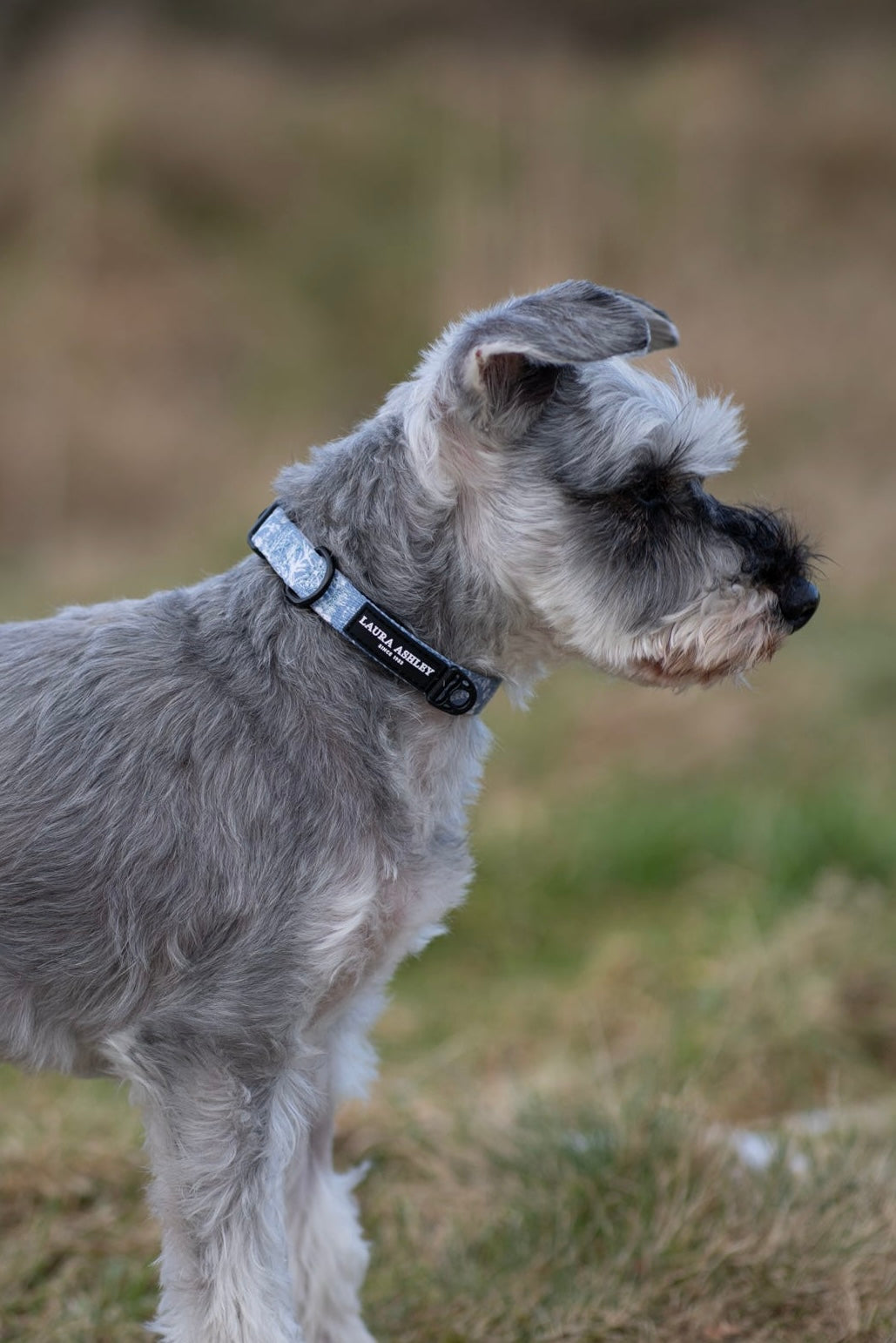 Laura Ashley Dog Collar - Shepherd's Purse