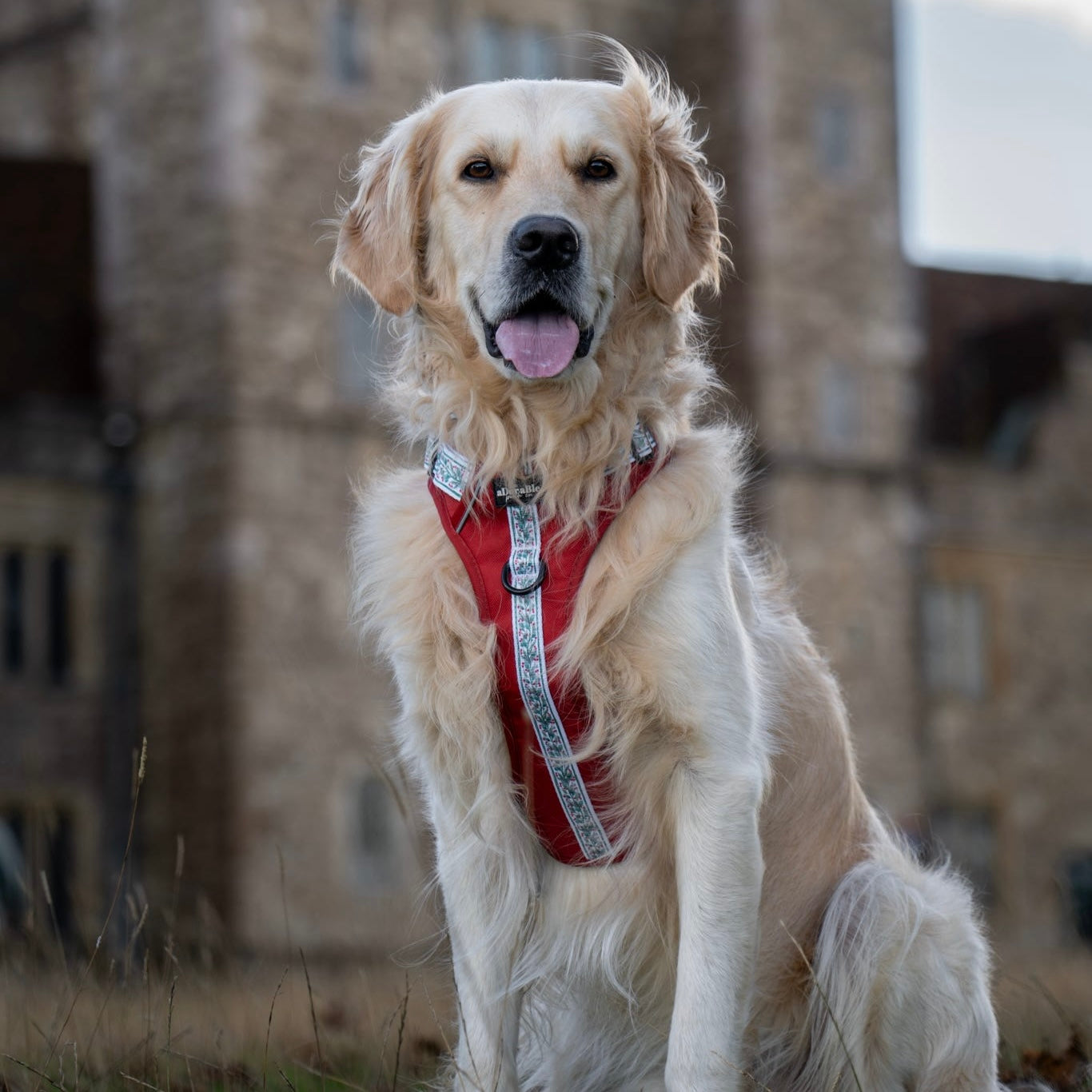 Hike & Go™ Harness - Garlands Of Evergreen