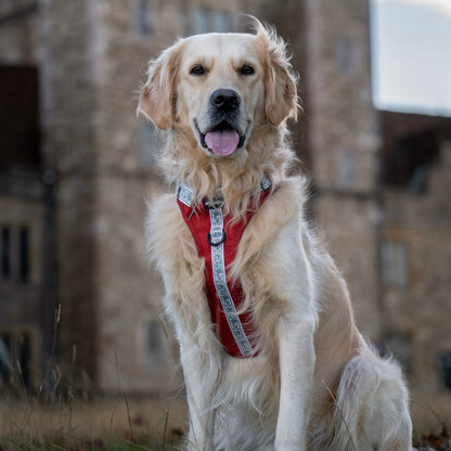 Hike & Go™ Harness - Garlands Of Evergreen