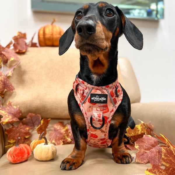 Hike & Go Lite™ Harness - Pumpkin Harvest