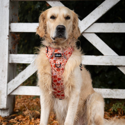 Hike & Go Lite™ Harness - Pumpkin Harvest