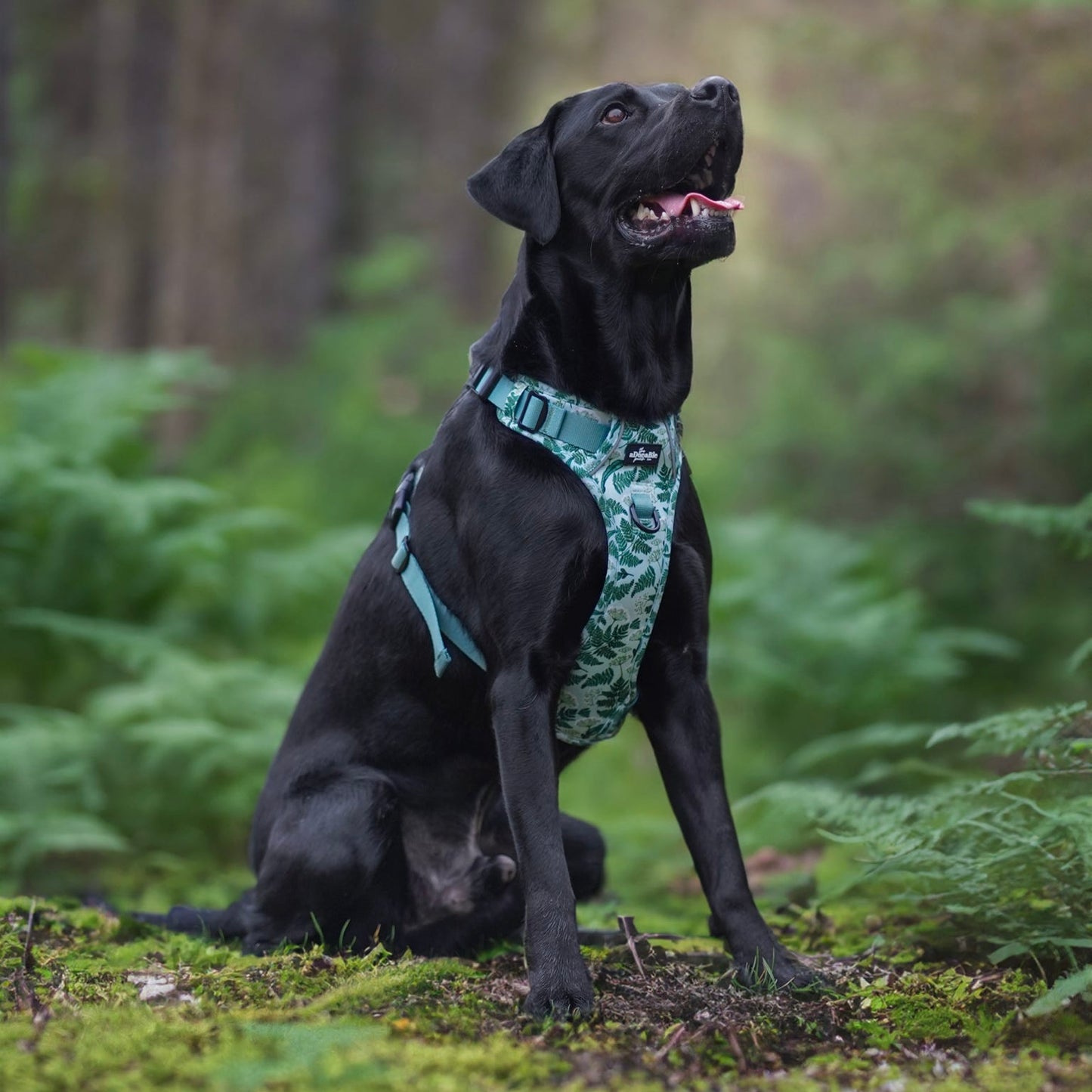 Hike & Go Lite™ Harness - Forest Of Ferns