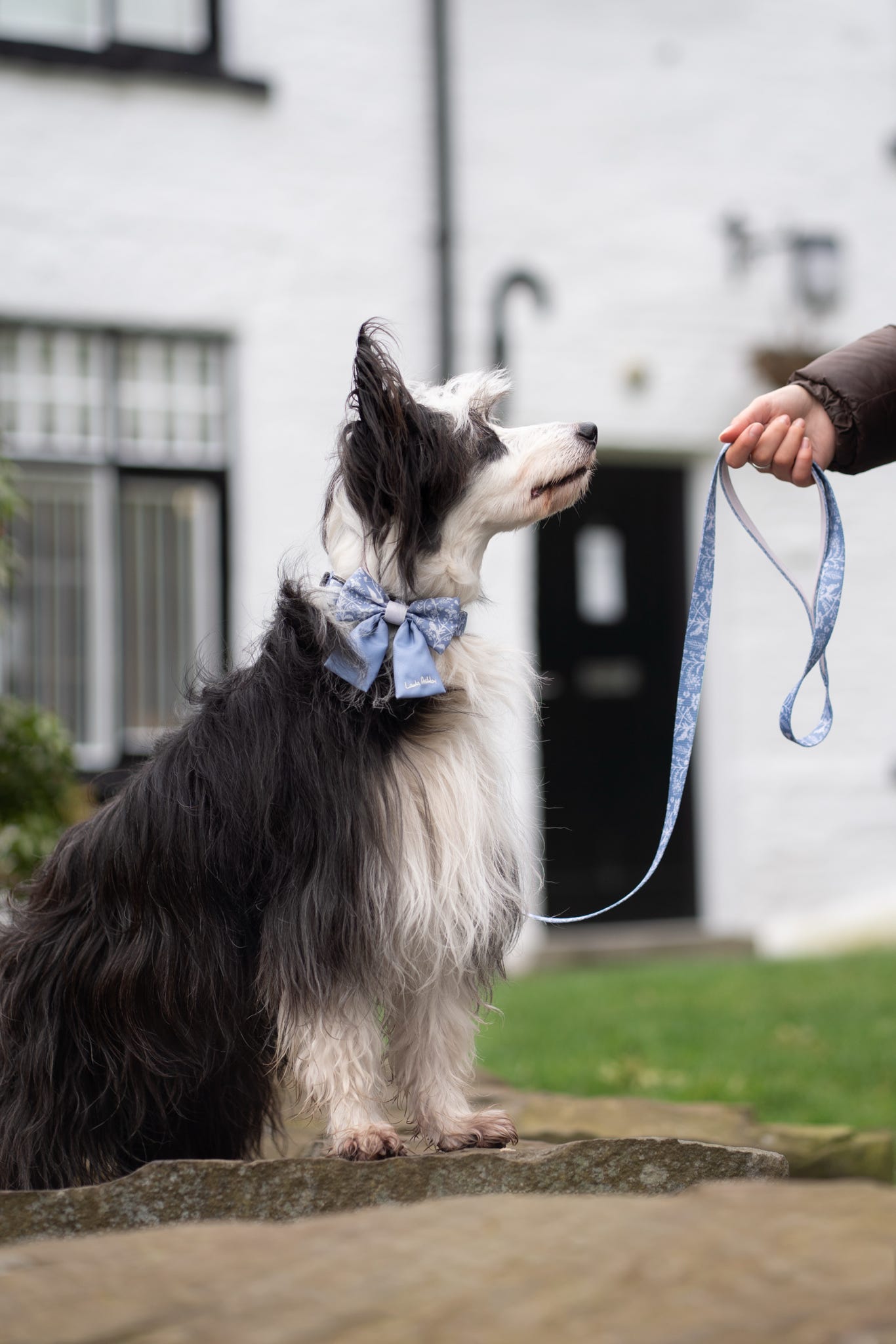 Laura Ashley Fabric Dog Lead - Shepherd's Purse