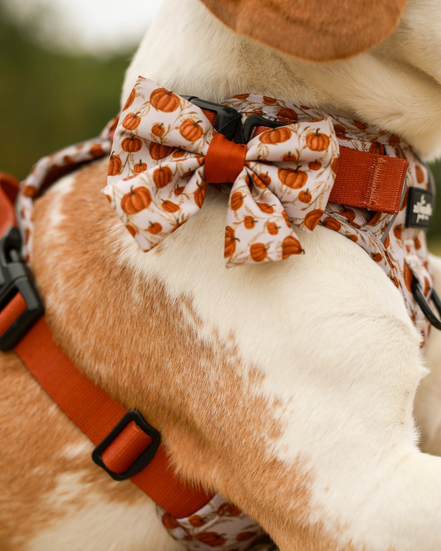 Dog Sailor Bow Tie - Pumpkin Farm