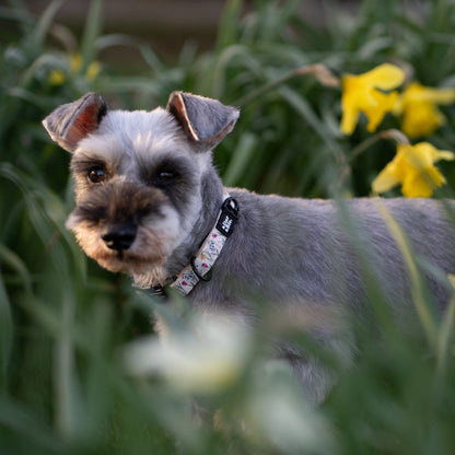 Dog Collar - Spring Garden