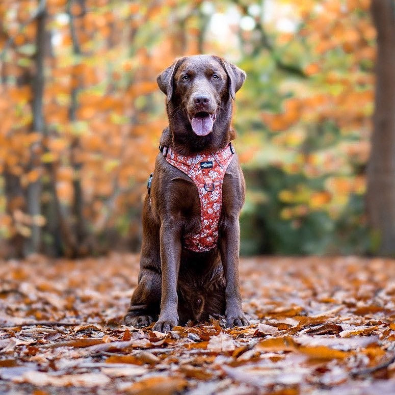 Hike & Go™ Harness - Falling For You