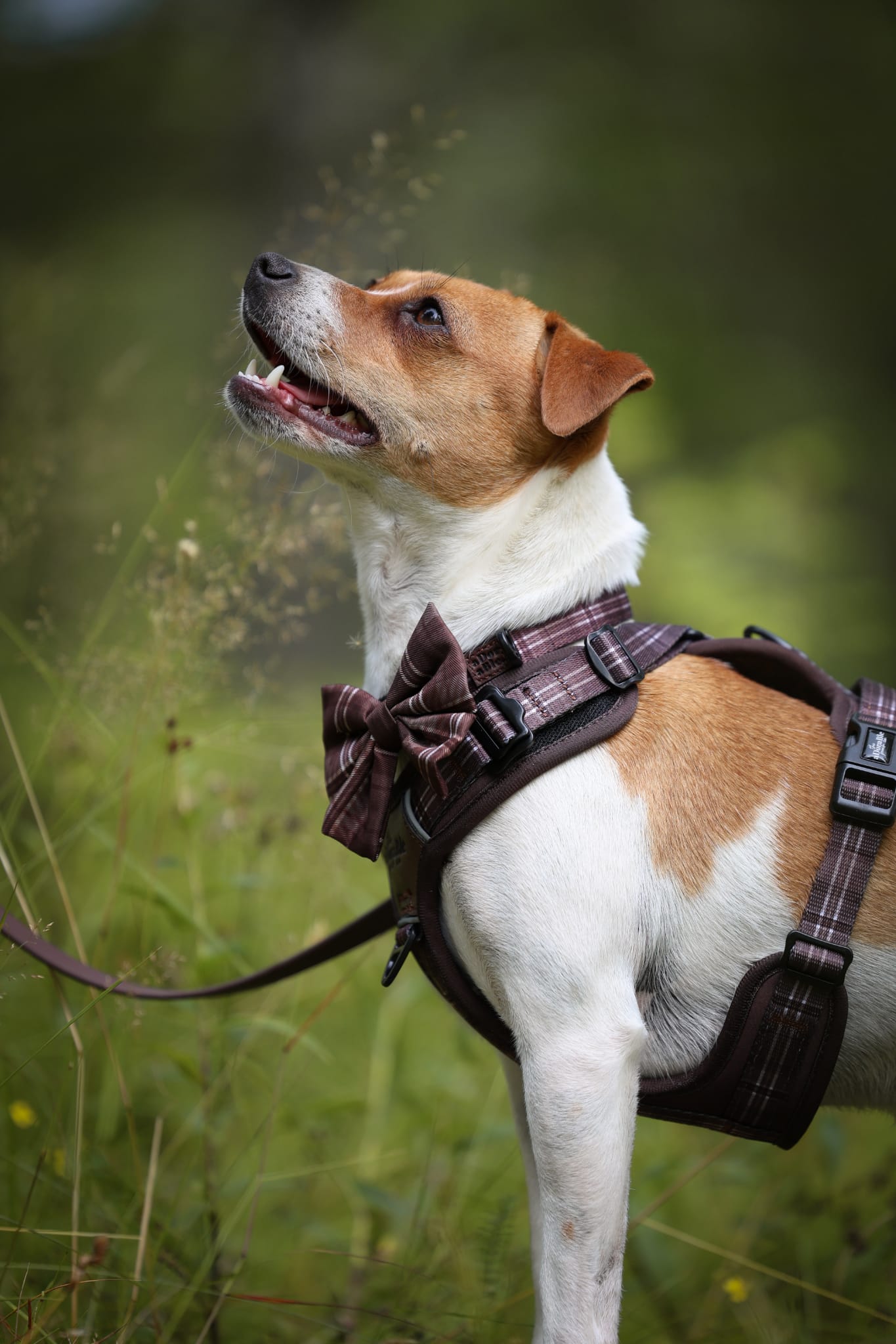 Heritage Collar - Truffle Brown