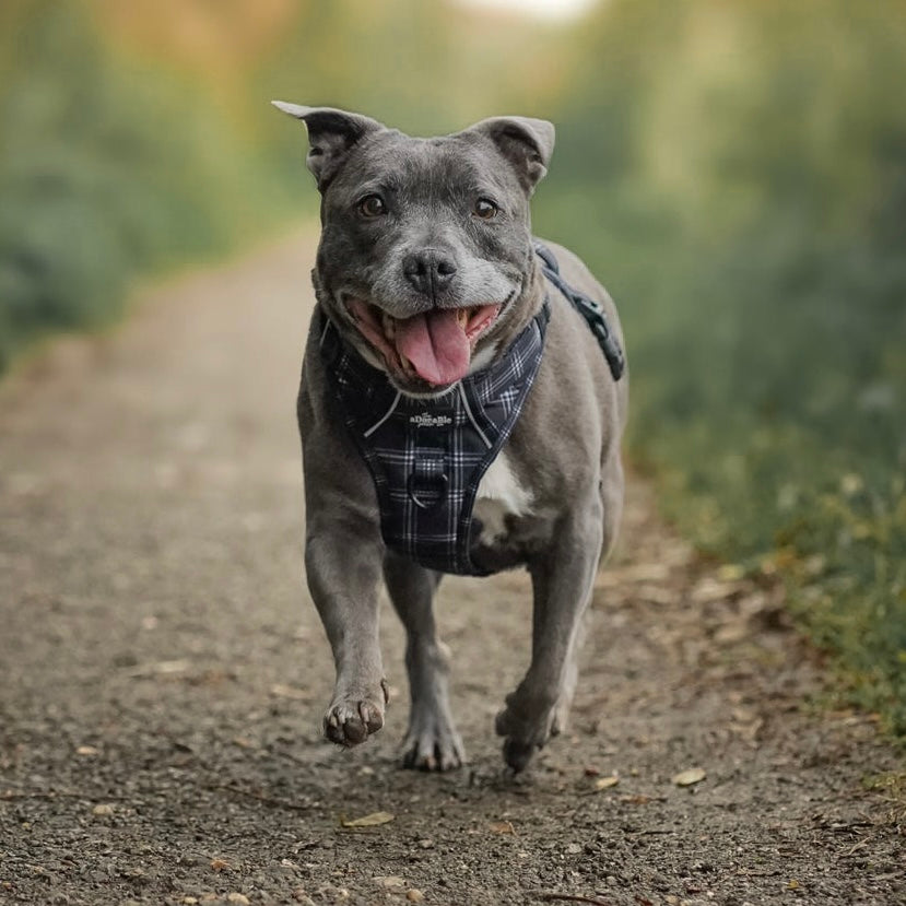 Hike & Go™ Harness - LUXE Noir Plaid