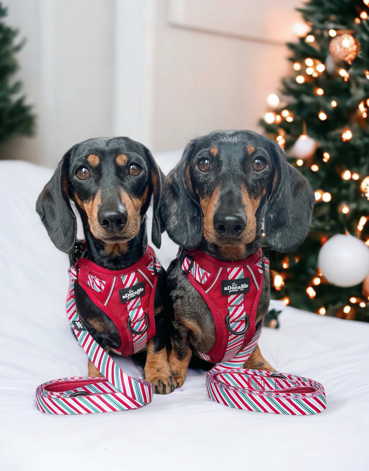 Hike & Go™ Harness - Candy Cane Swirl