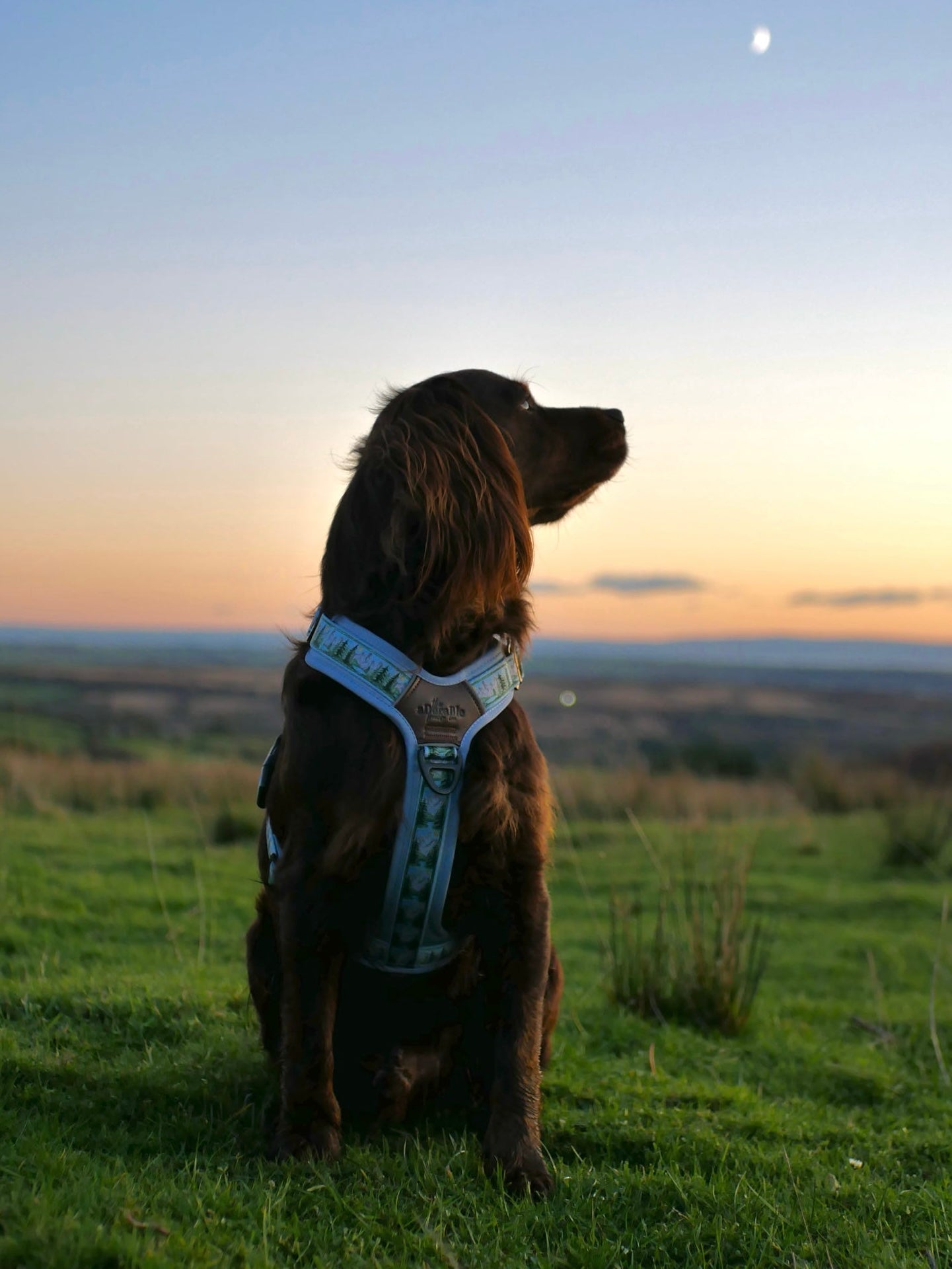 Streamline Pro™ Dog Harness - Daydream Heights