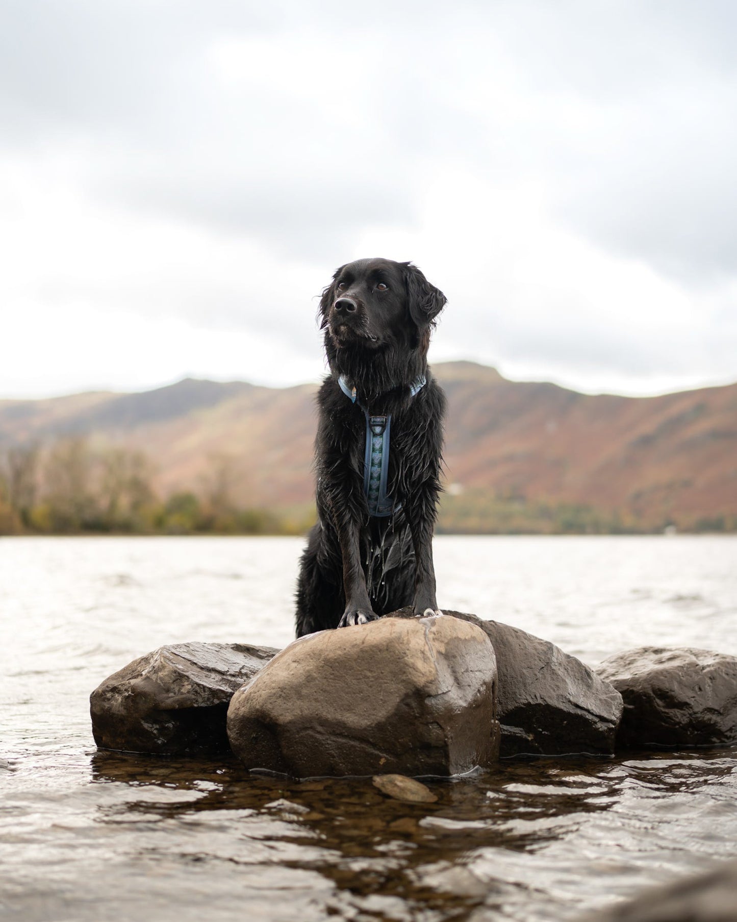 Streamline Pro™ Dog Harness - Daydream Heights