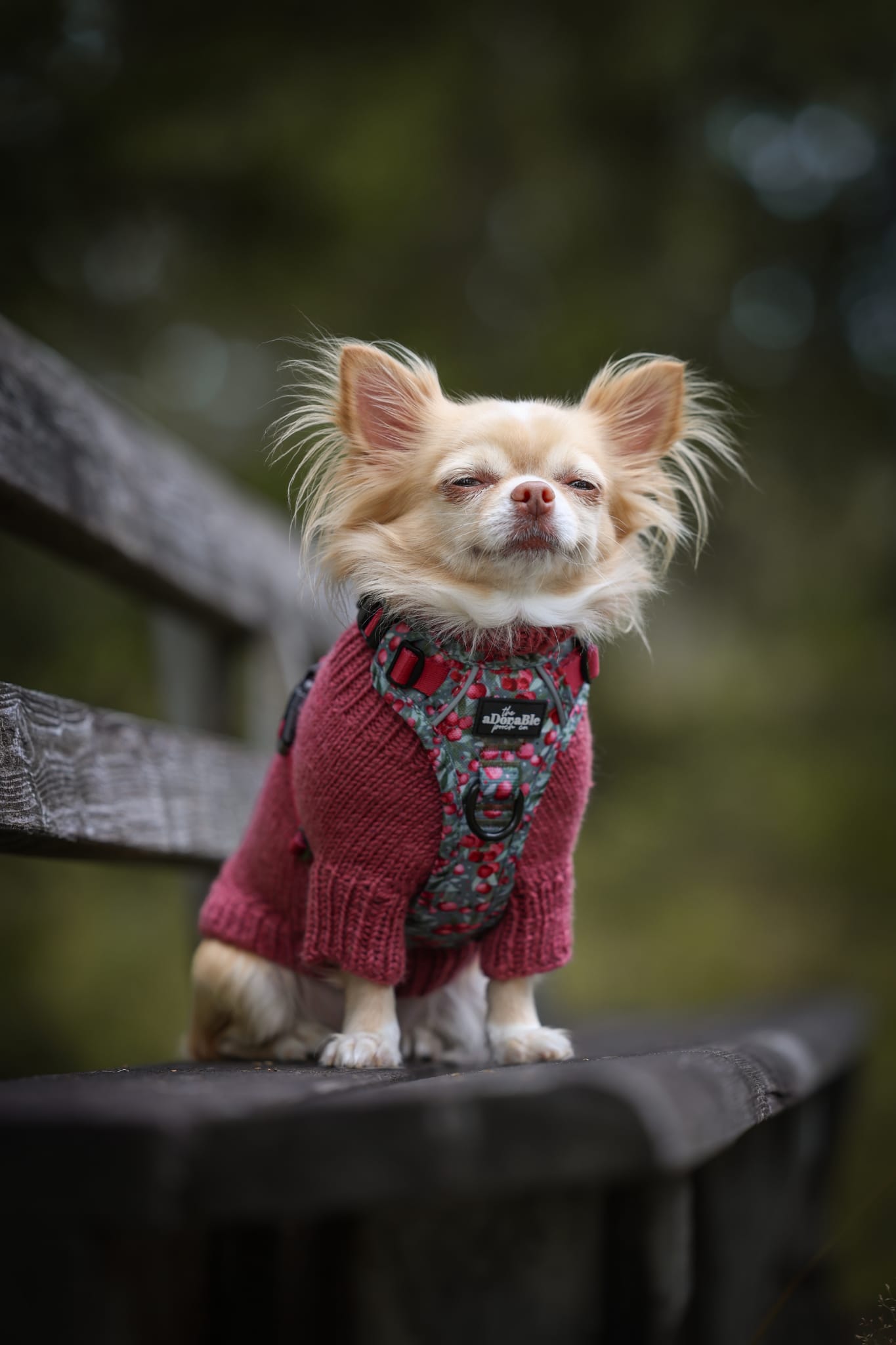 Hike & Go™ Harness - Crab Apple Cottage