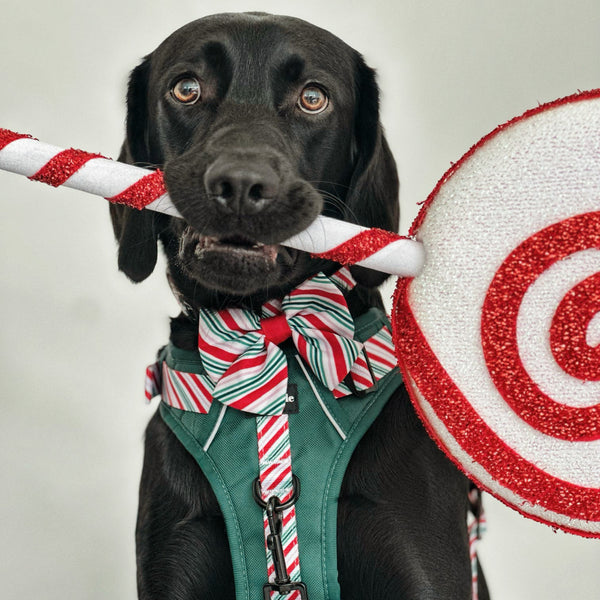 Hike & Go™ Harness - Candy Cane Forest