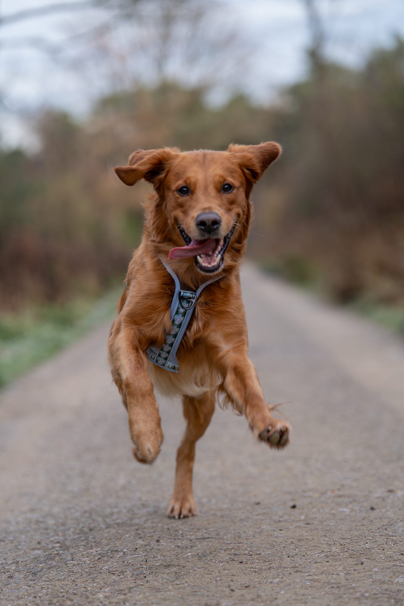 Streamline Pro™ Dog Harness - Daydream Heights