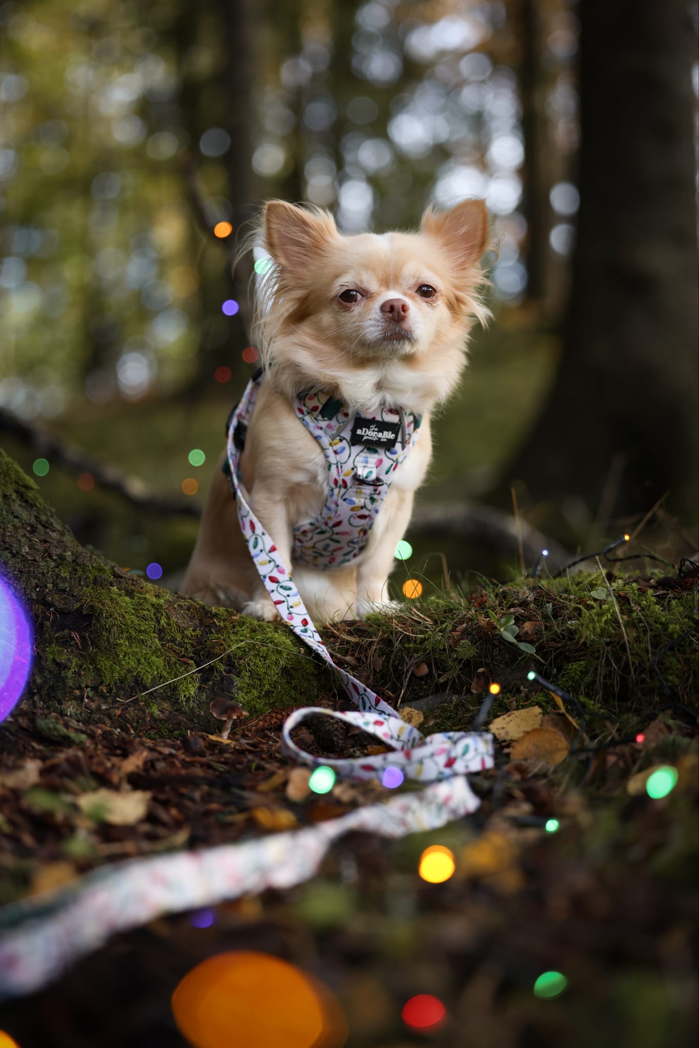 Lead - Festive Lights