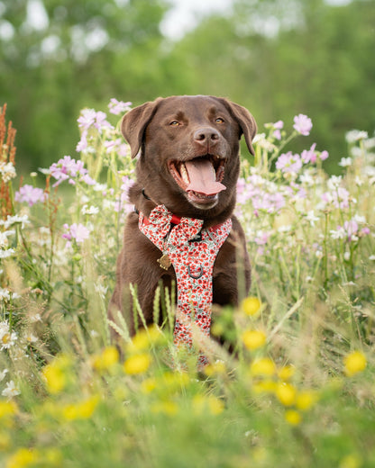 Hike & Go™ Harness - Painted Poppies