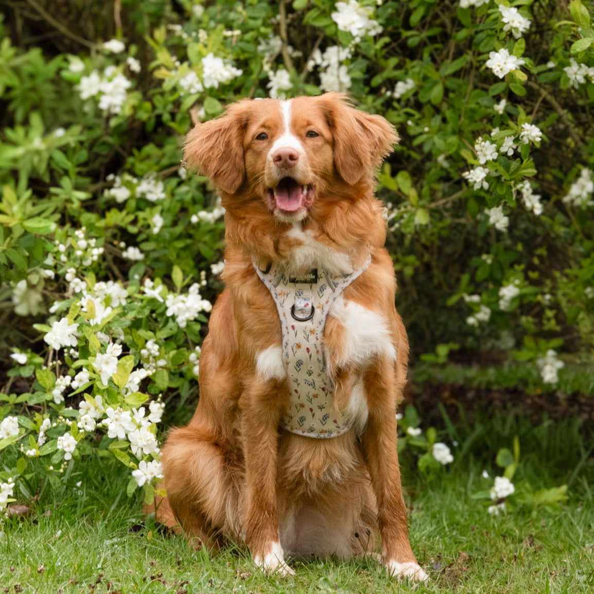Hike & Go Lite™ Harness - Spring Garden