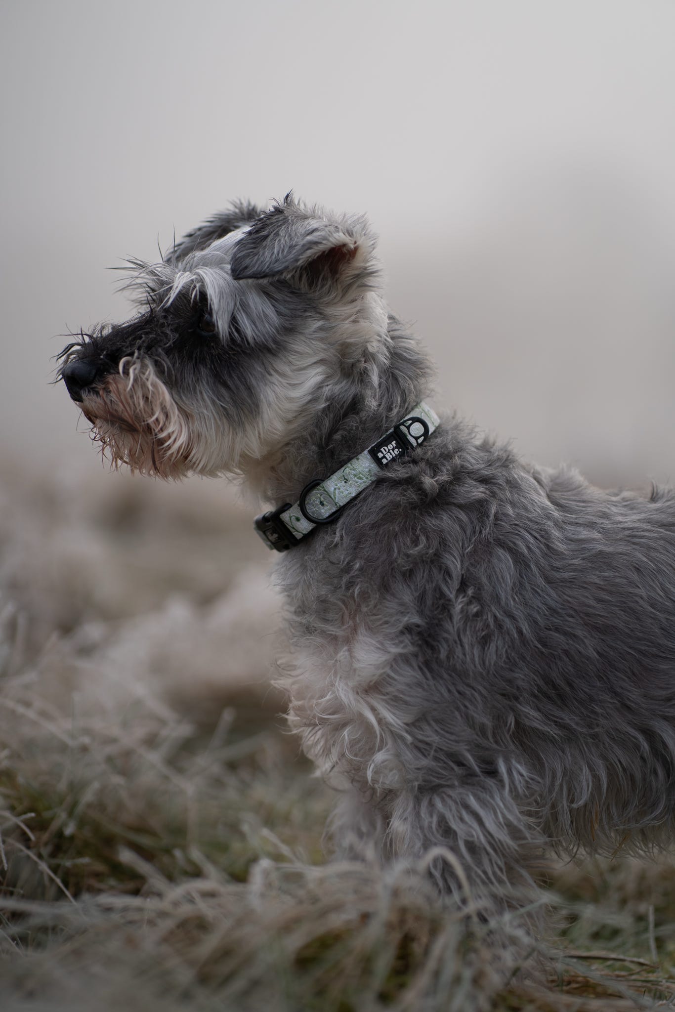 Dog Collar - Silent Snowdrops