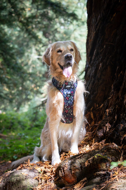 Hike & Go Lite™ Harness - Bramble Berry