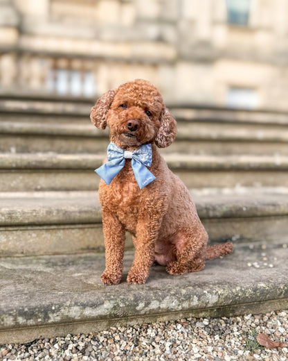 Brown poodle wearing a blue bow tie sitting on stone steps.
