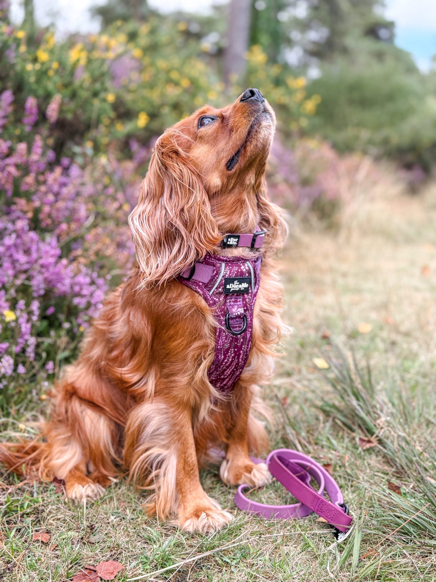 HydroFlex Lite™ Dog Collar - Mauve