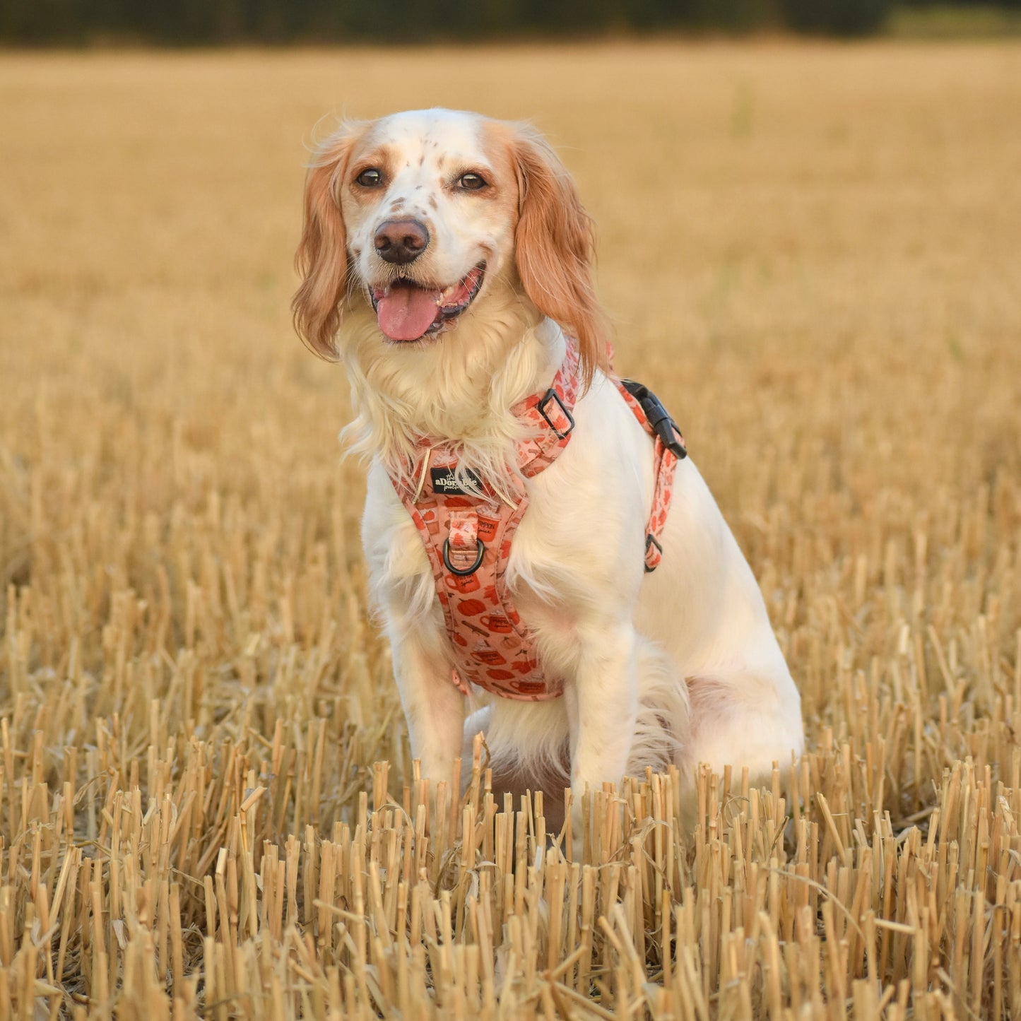 Hike & Go Lite™ Harness - Pumpkin Harvest