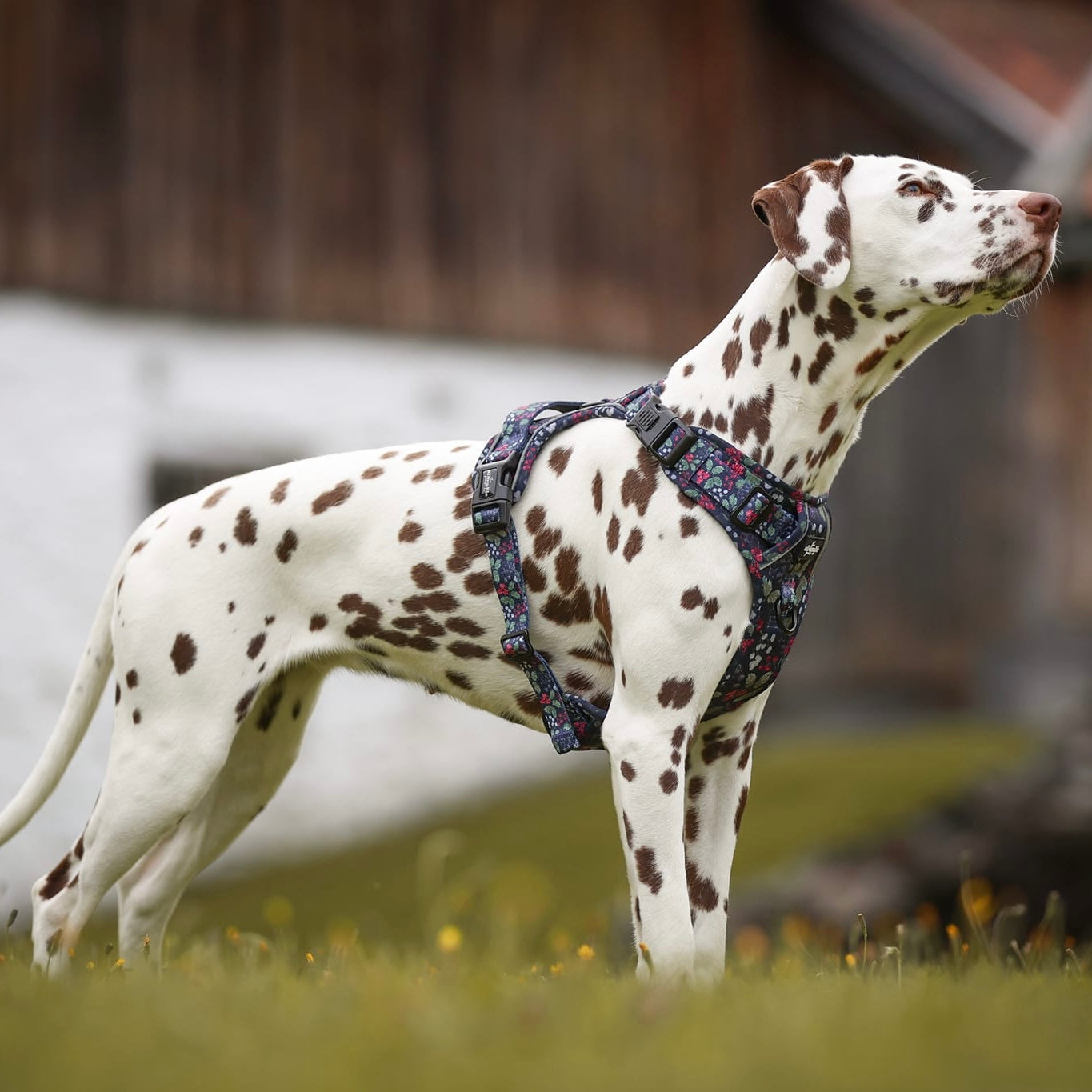 Hike & Go Lite™ Harness - Bramble Berry