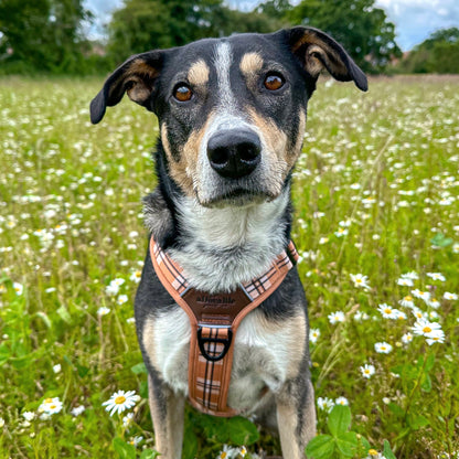 Streamline Pro™ Dog Harness - Heritage Collection - Butterscotch Biscuit