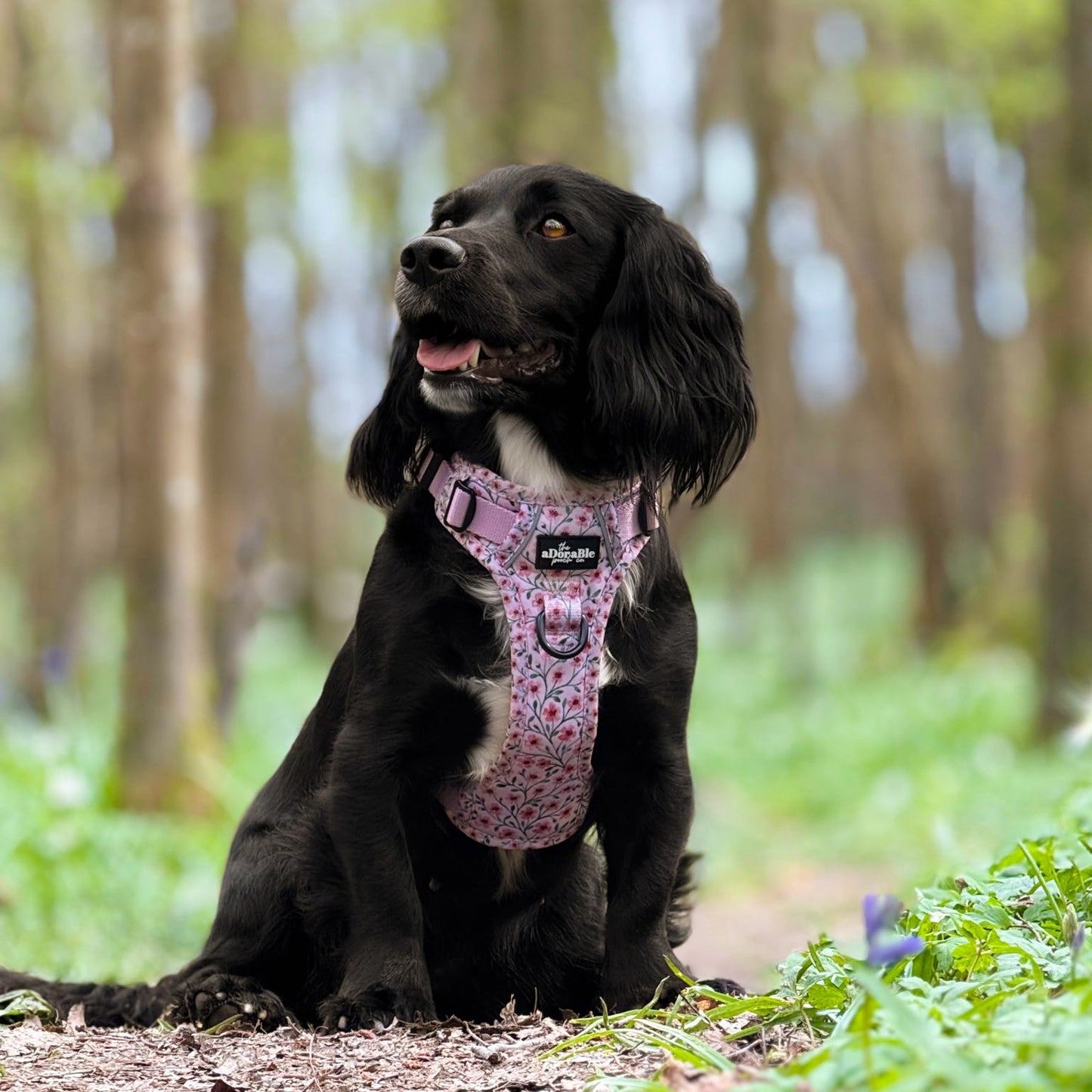 Black dog wearing a pink harness sitting on a forest path.